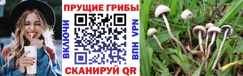 Галлюциногенные грибы мицелий  Тверь 